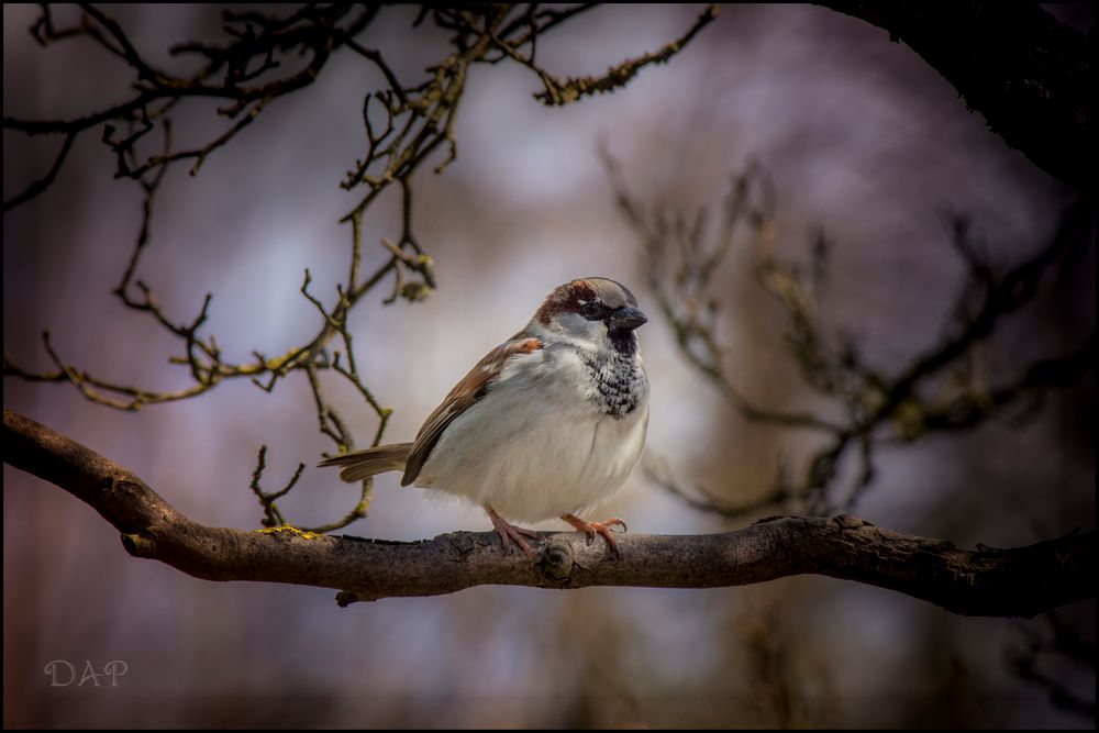 Der einfache Hausspatz!