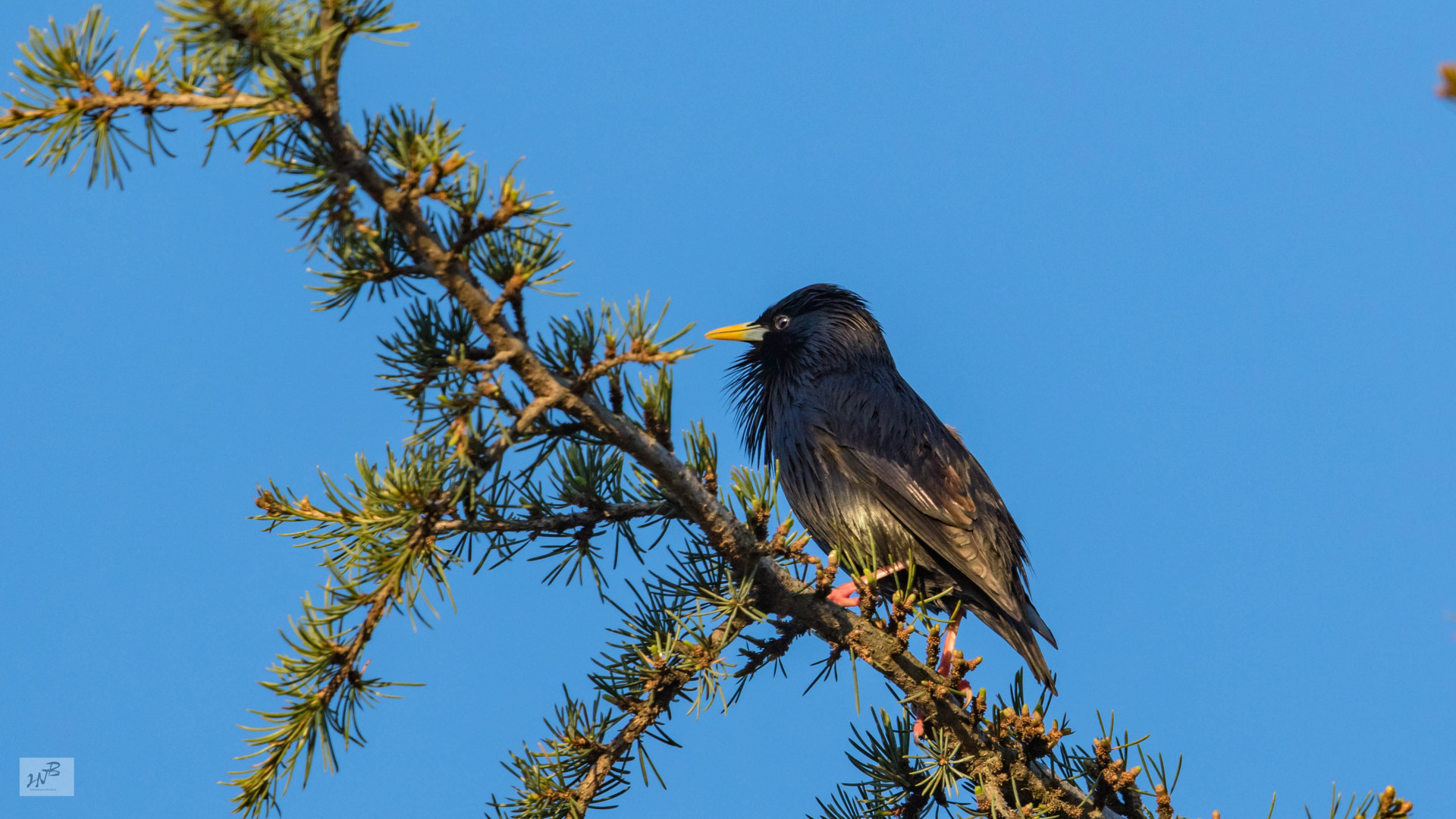 Der Einfarbstar (Sturnus unicolor) 