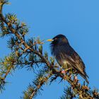 Der Einfarbstar (Sturnus unicolor) 