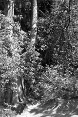 der Eingang II / la entrada II