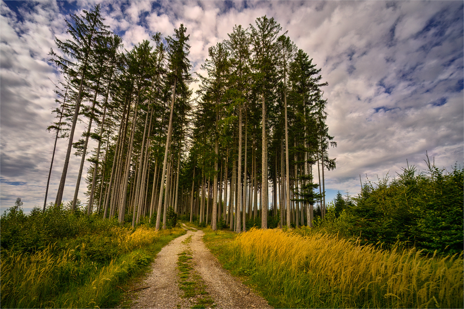 Der Eingang zum Hochwald