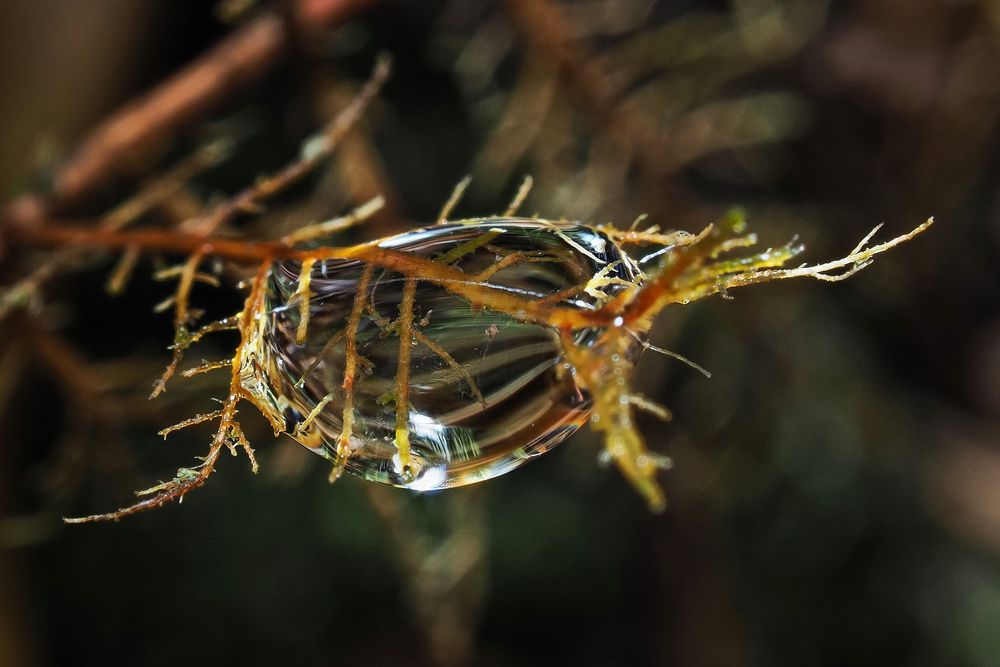 Der eingeschlossene Wassertropfen 