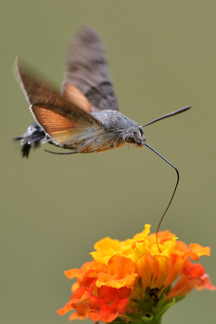 der einheimische Kolibri