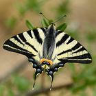 Der einheimische Segelfalter (Iphiclides podalirius)