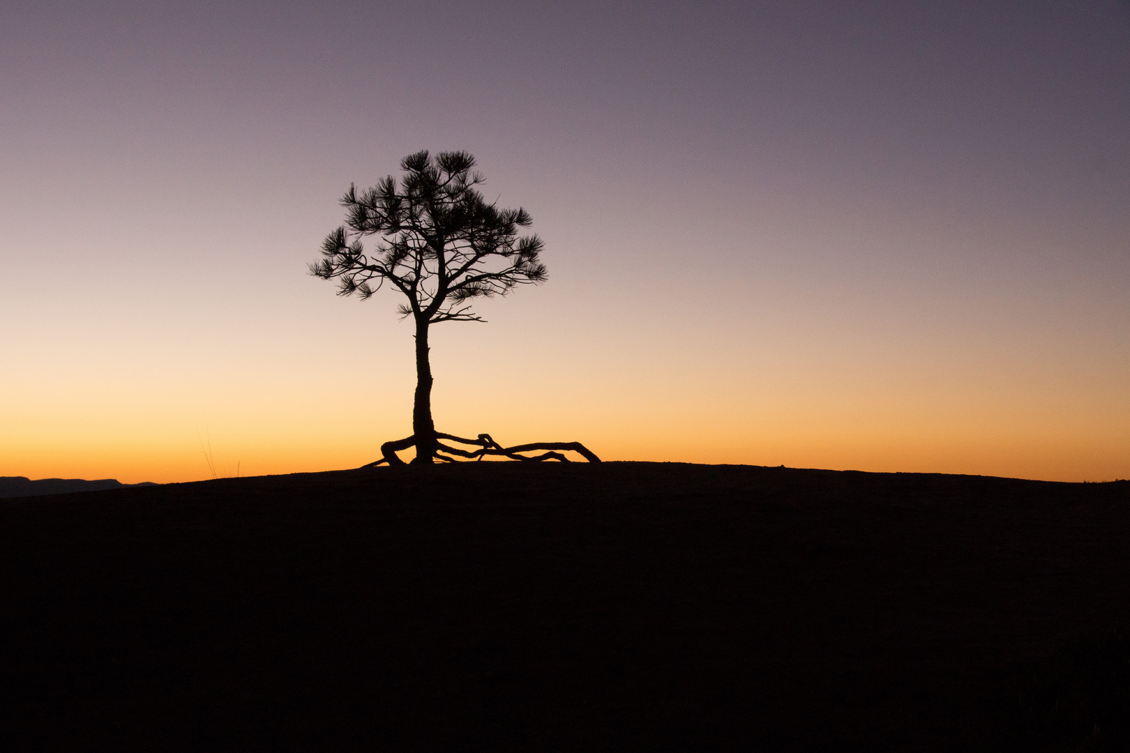 DER einsame Baum