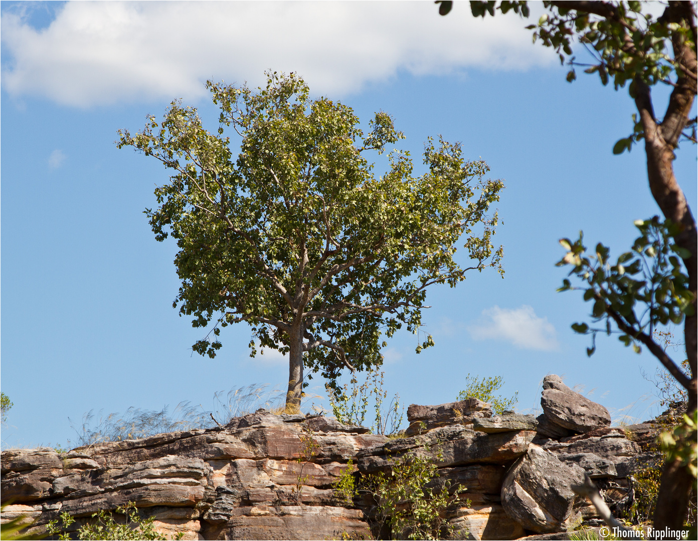 Der einsame Baum....