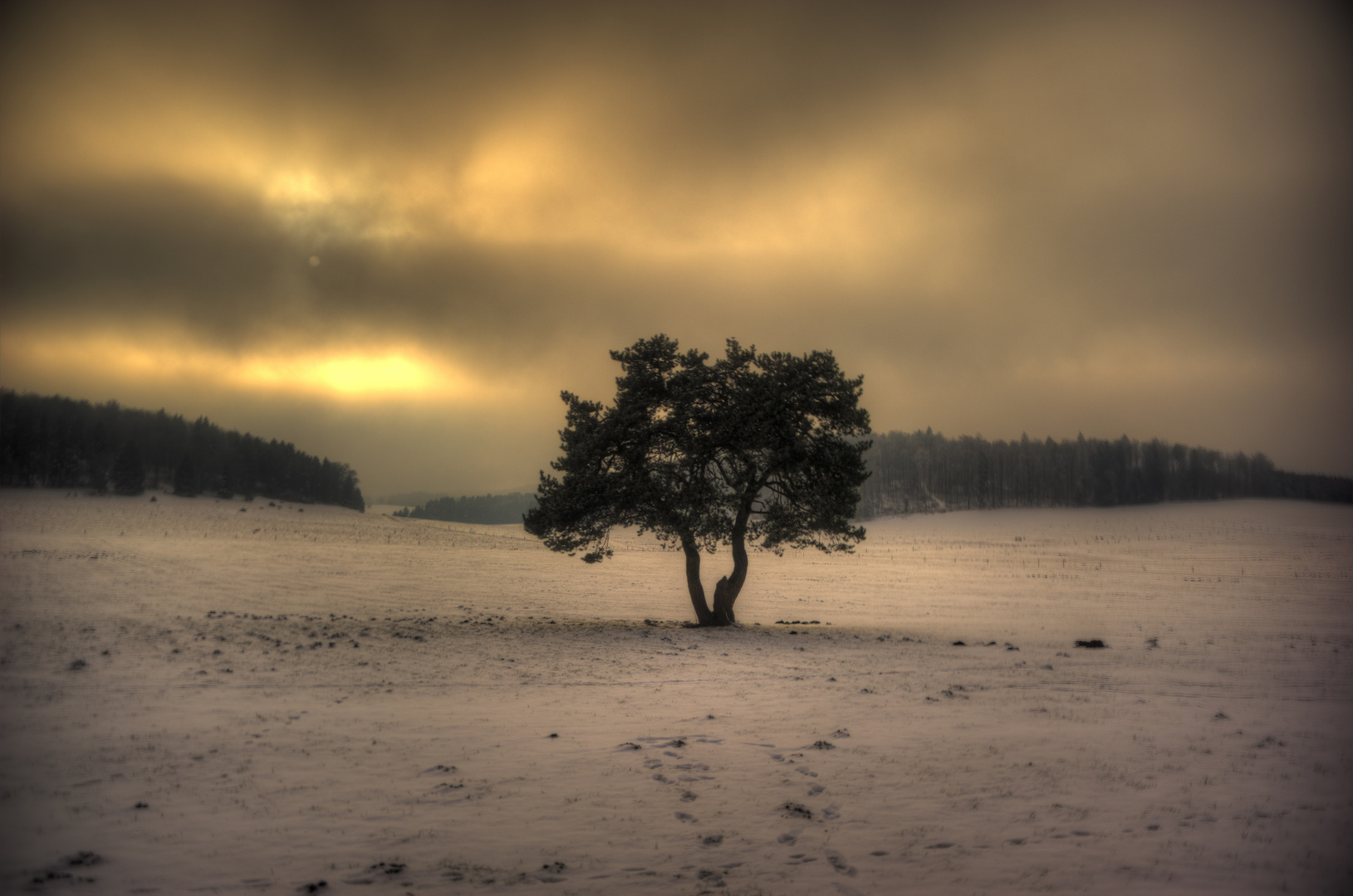 Der einsame Baum