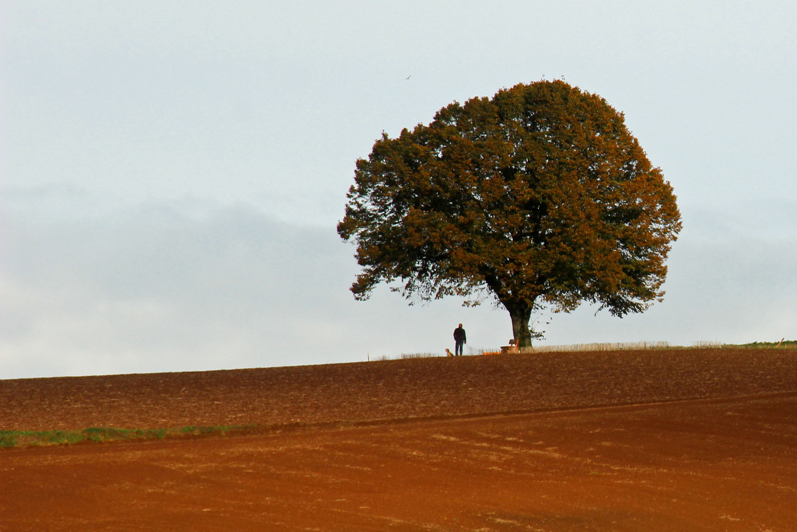 ~ Der einsame Baum ~