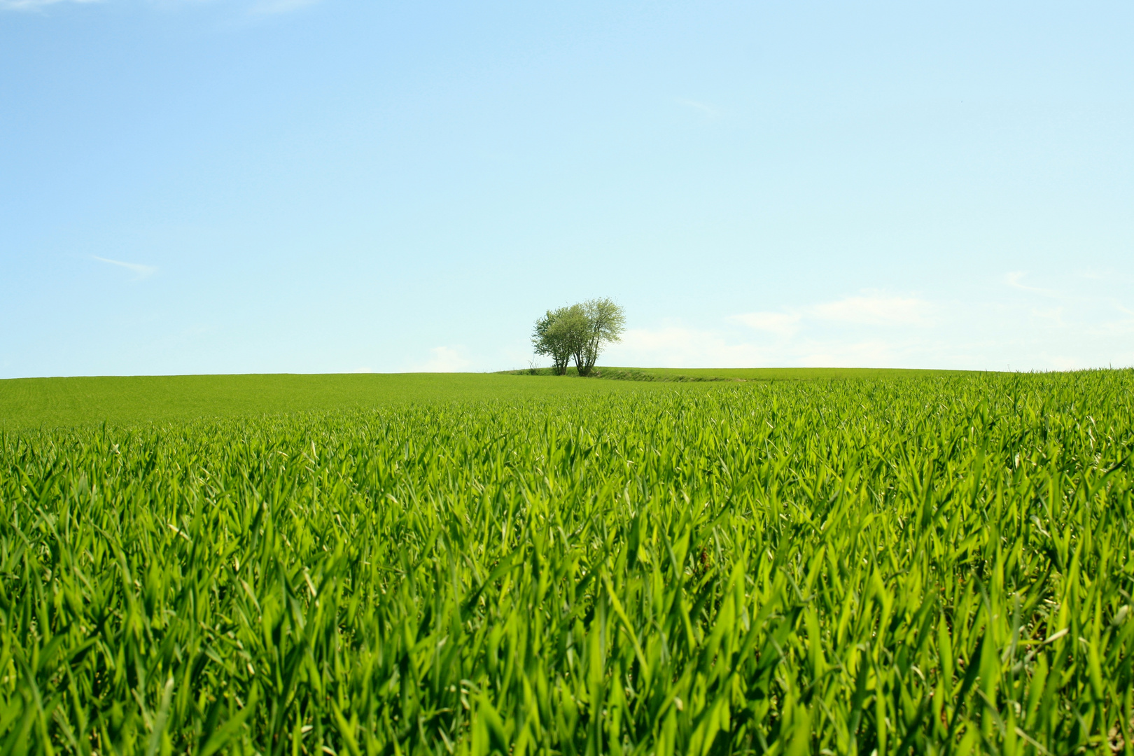 Der einsame Baum