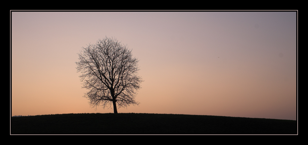 Der einsame Baum