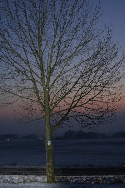 Der einsame Baum