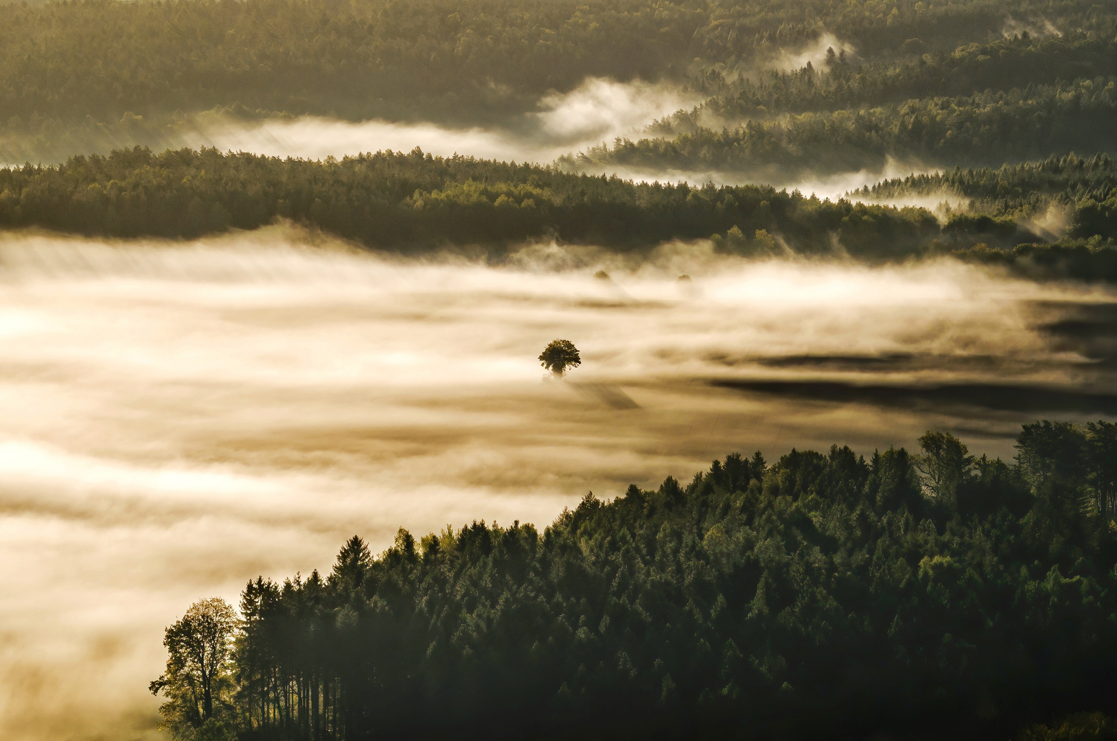 Der einsame Baum