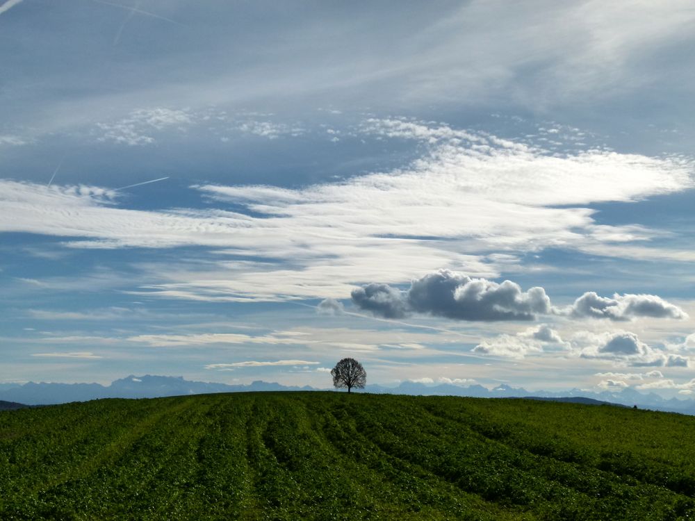 der einsame Baum