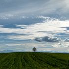 der einsame Baum