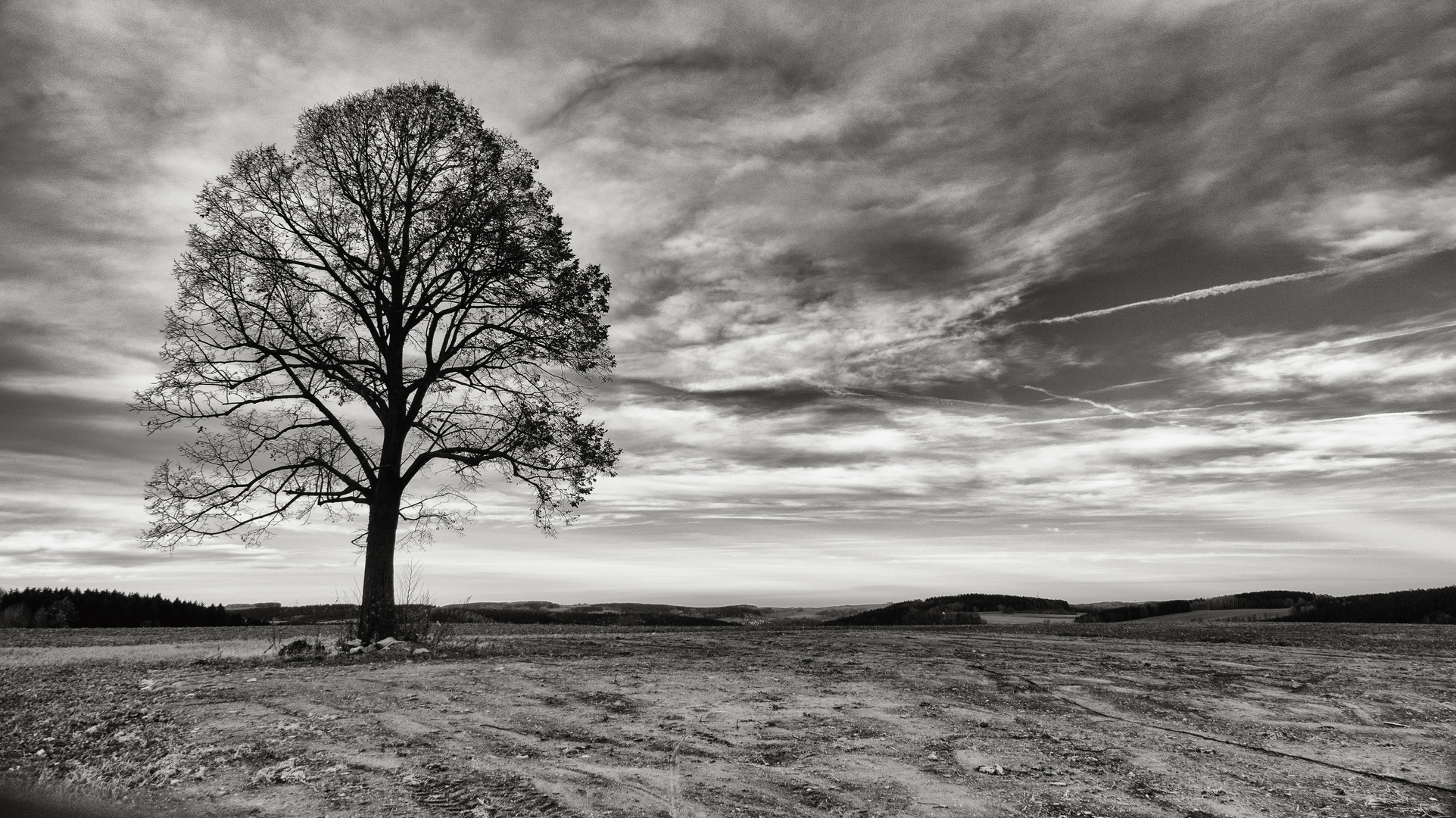 Der einsame Baum