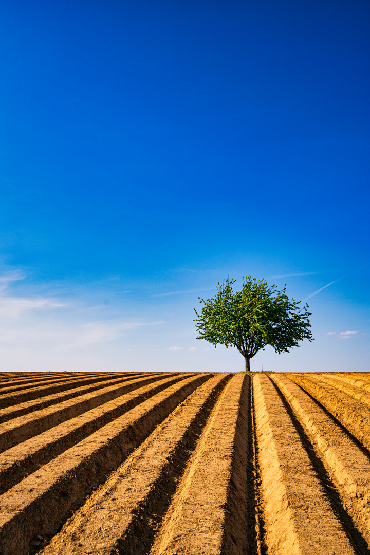 der einsame Baum