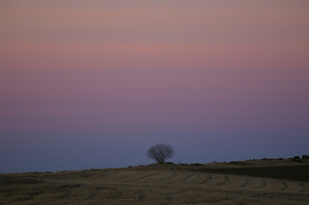 Der einsame Baum