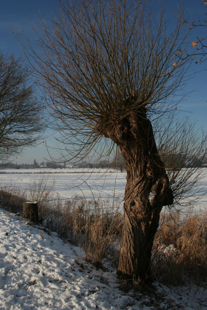 Der einsame Baum