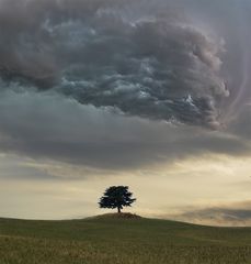 Der einsame Baum