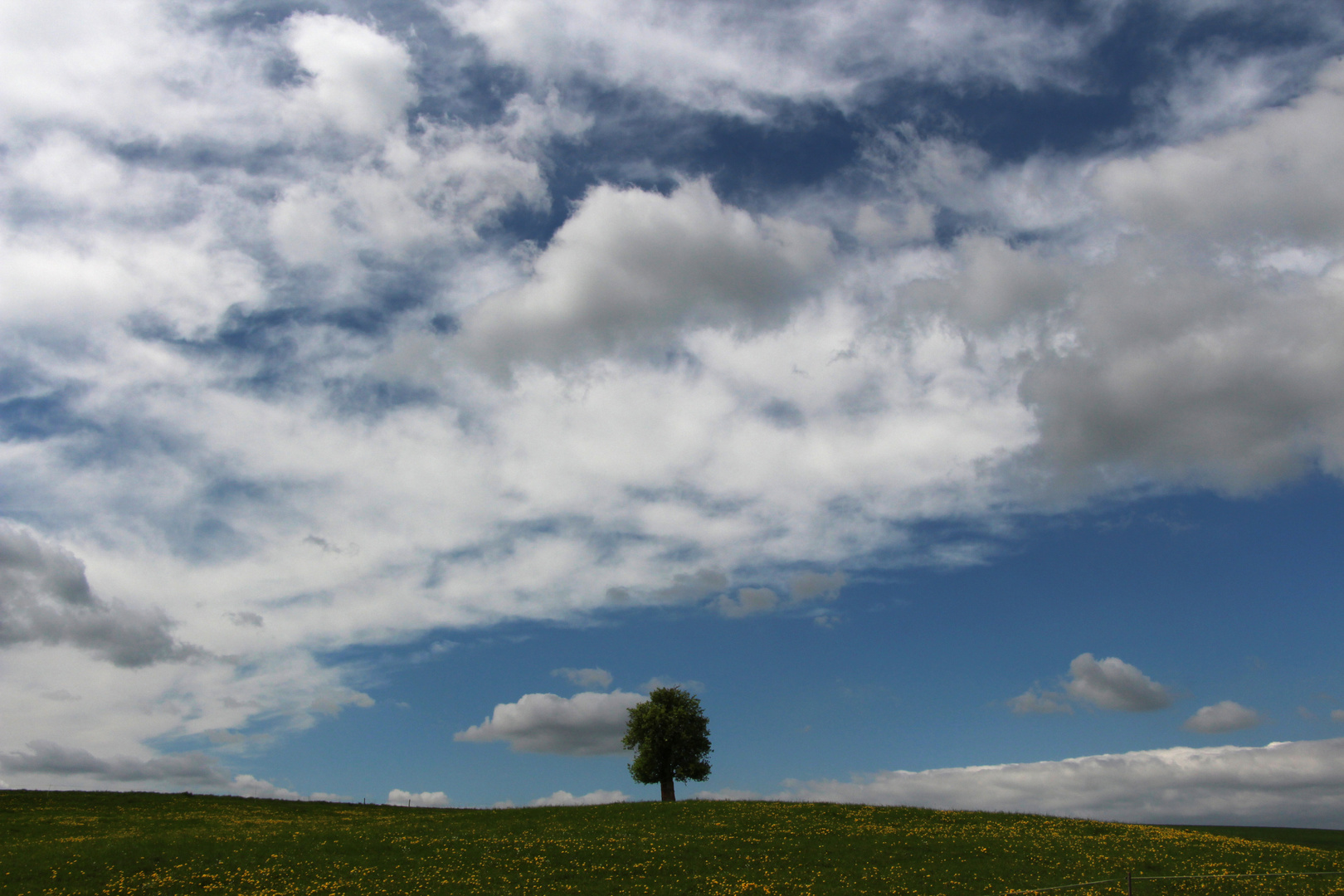 Der einsame Baum