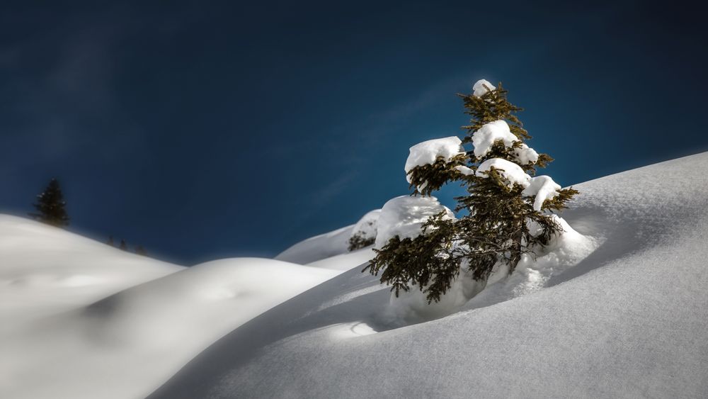 Der einsame Baum