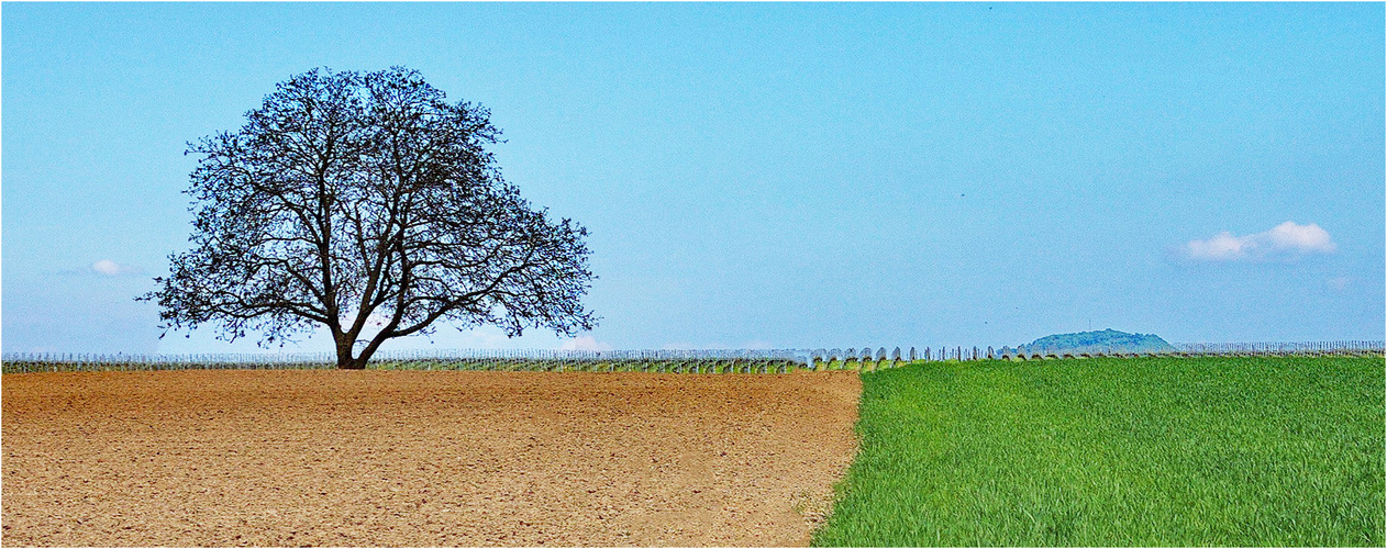 Der einsame Baum