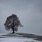 Der einsame Baum