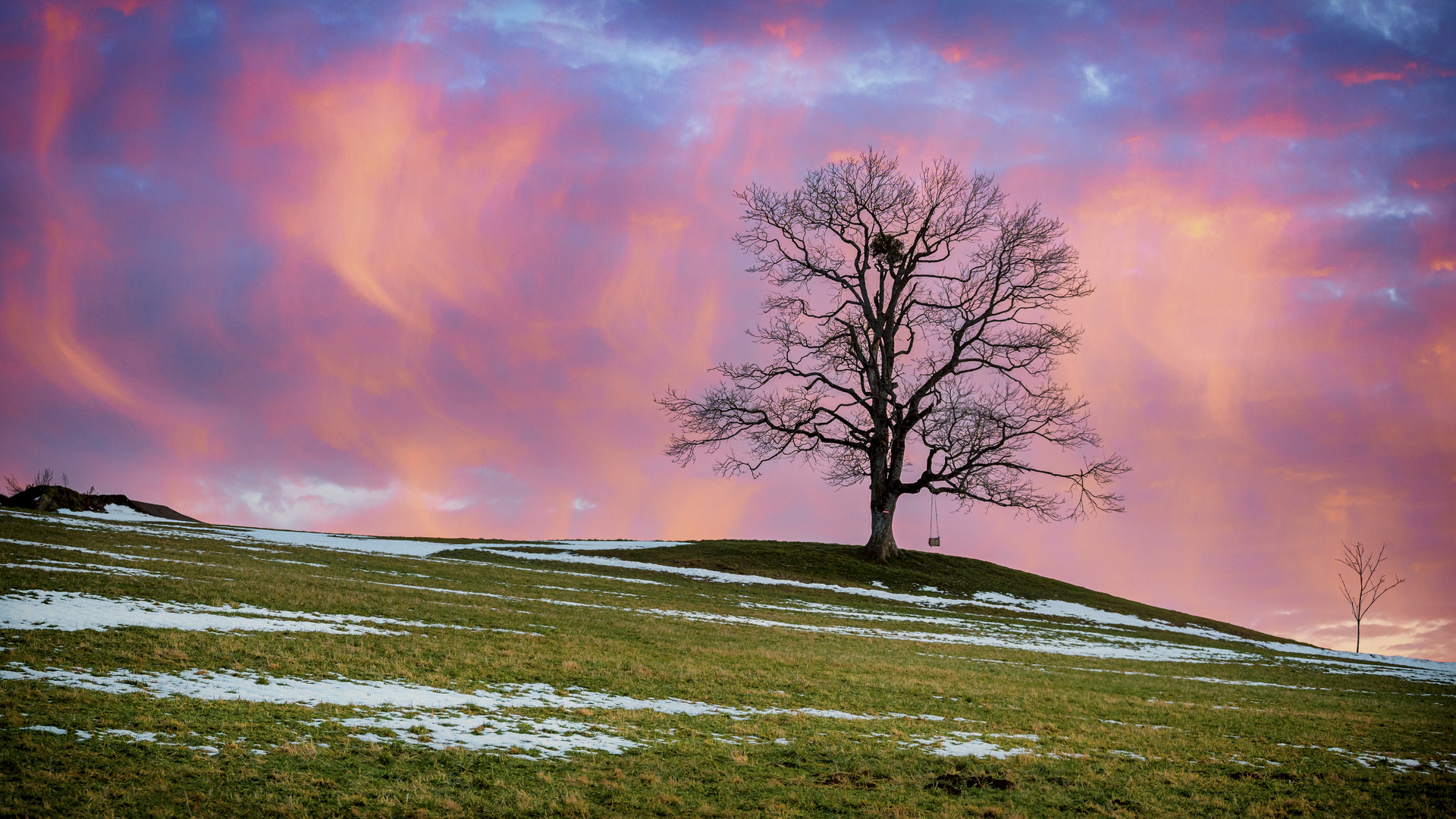 Der Einsame Baum