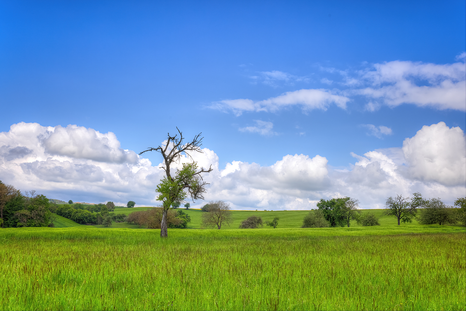 Der einsame Baum ...