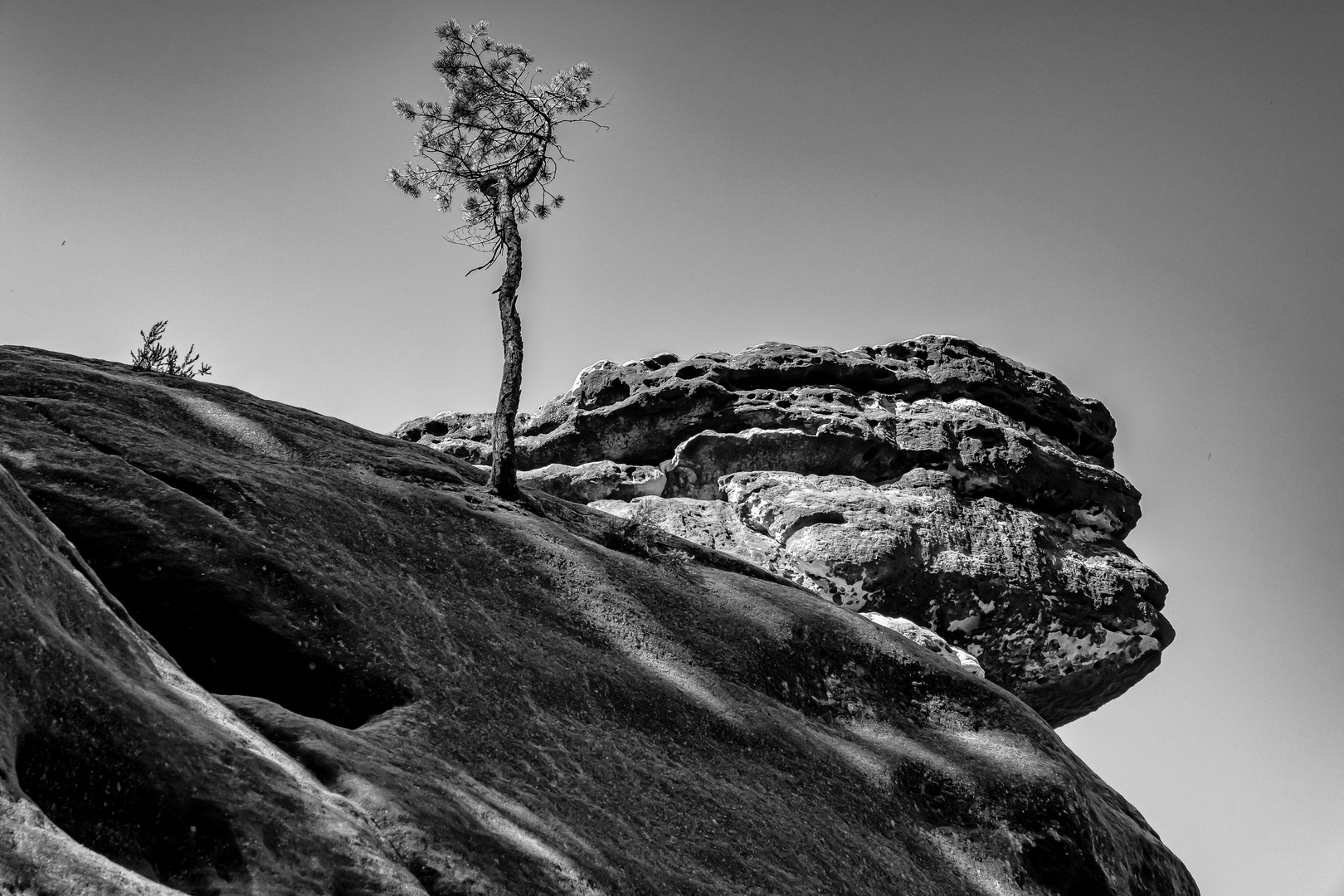 Der einsame Baum