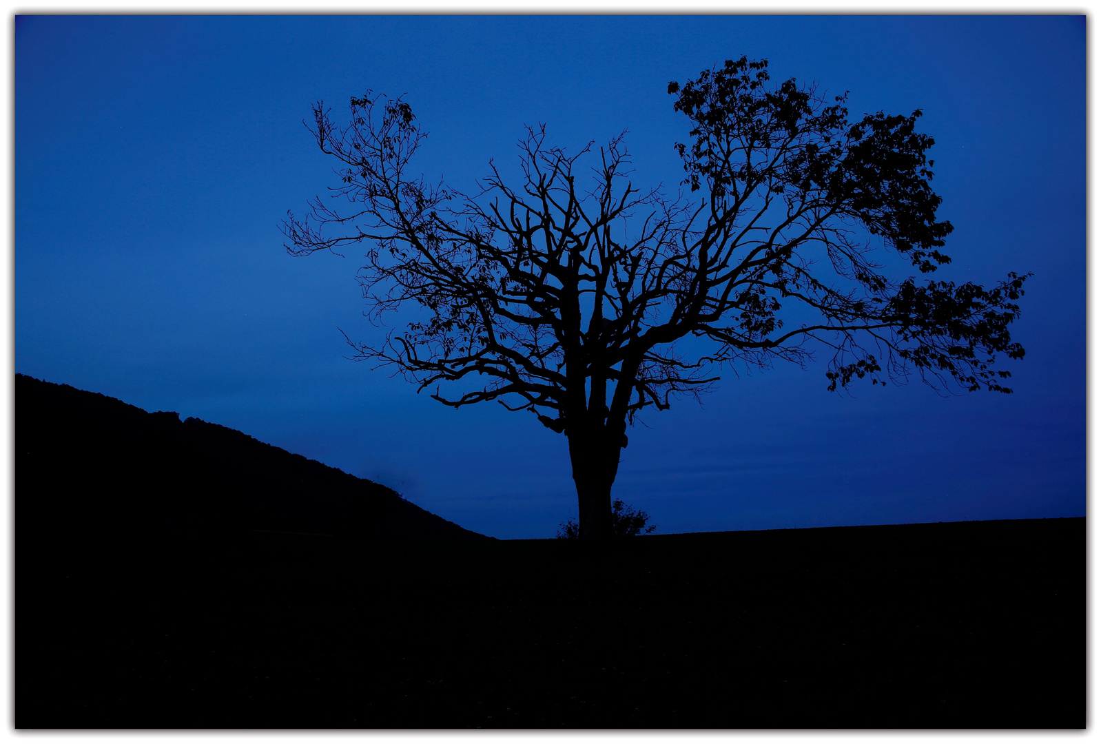 Der einsame Baum 