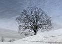 der einsame Baum by Juan 