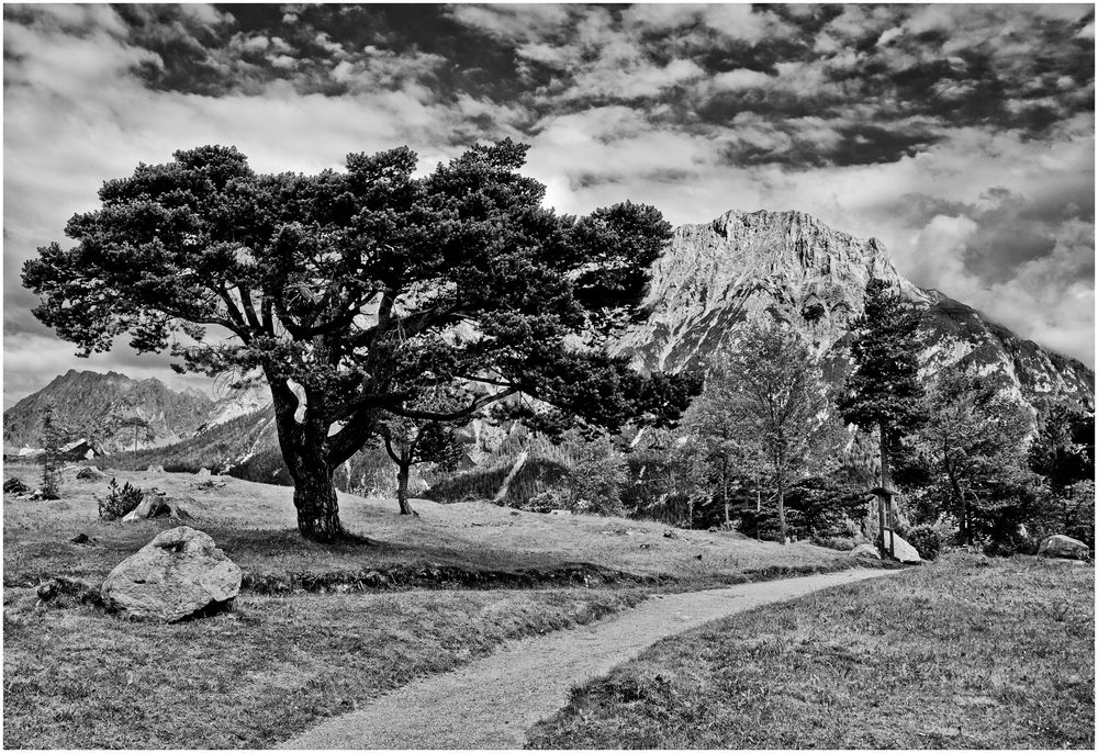 Der einsame Baum