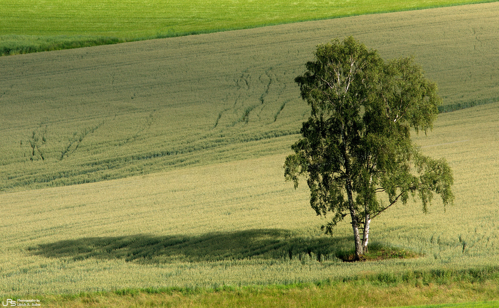 Der einsame Baum