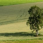 Der einsame Baum