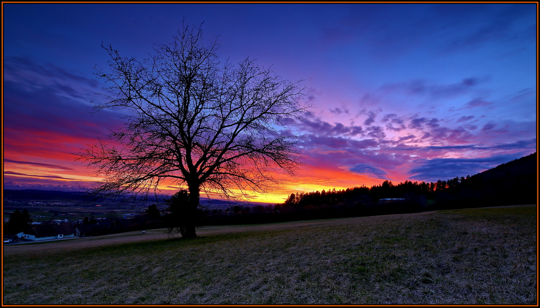 Der einsame Baum