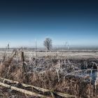 Der einsame Baum