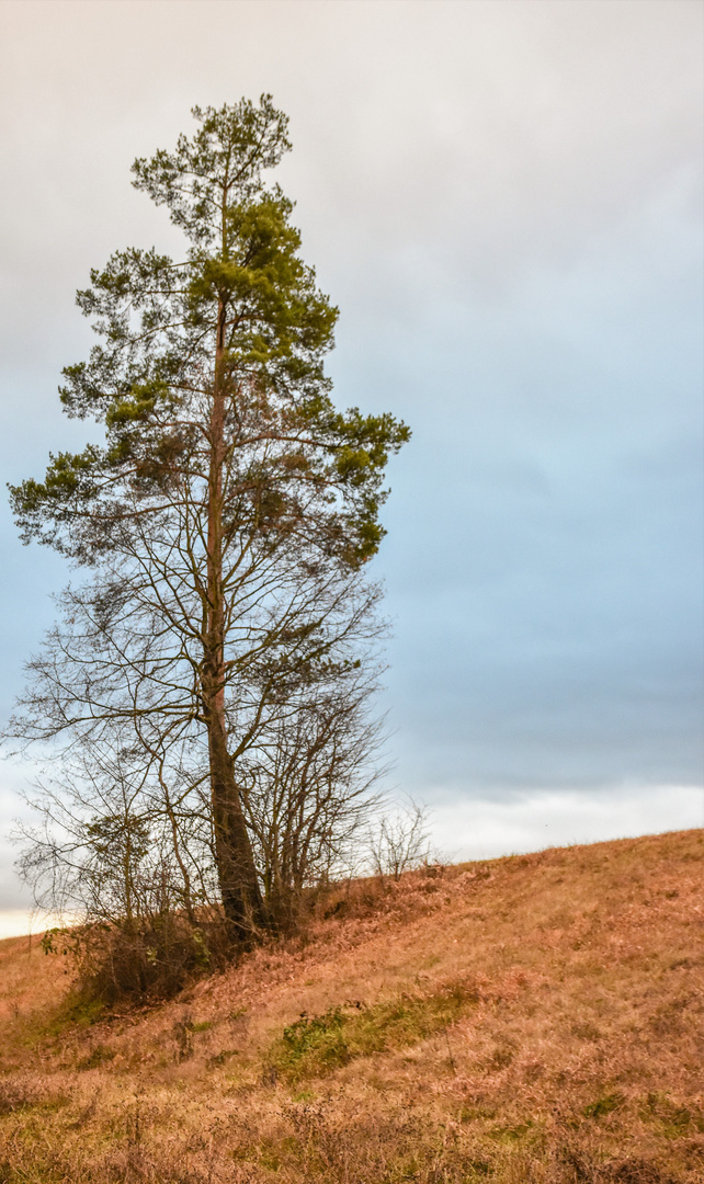 der einsame Baum