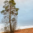 der einsame Baum