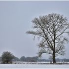 der einsame Baum