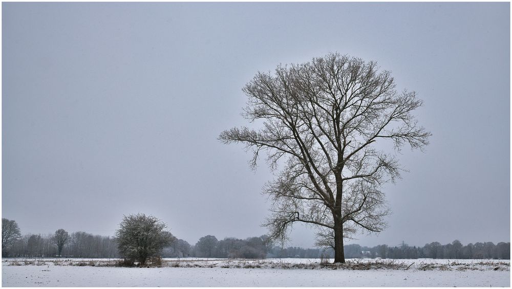 der einsame Baum