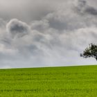 Der einsame Baum