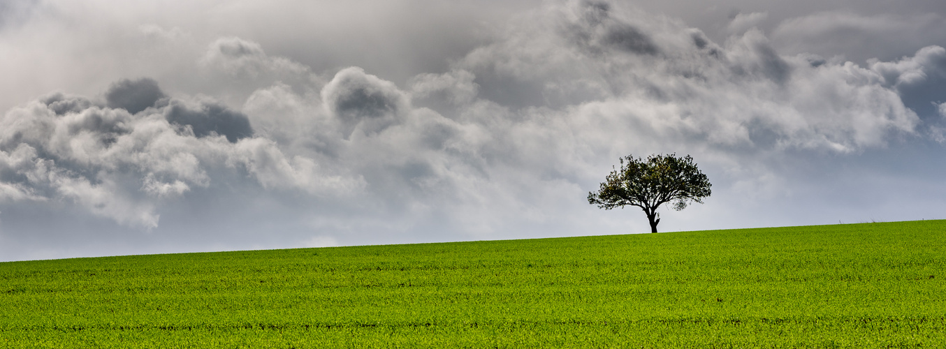 Der einsame Baum