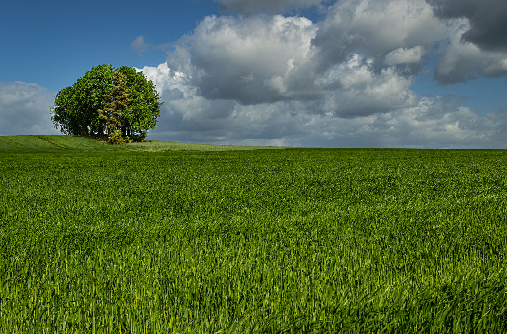 der "einsame" Baum ......