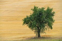 Der einsame Baum