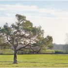 der einsame Baum