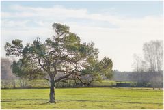 der einsame Baum