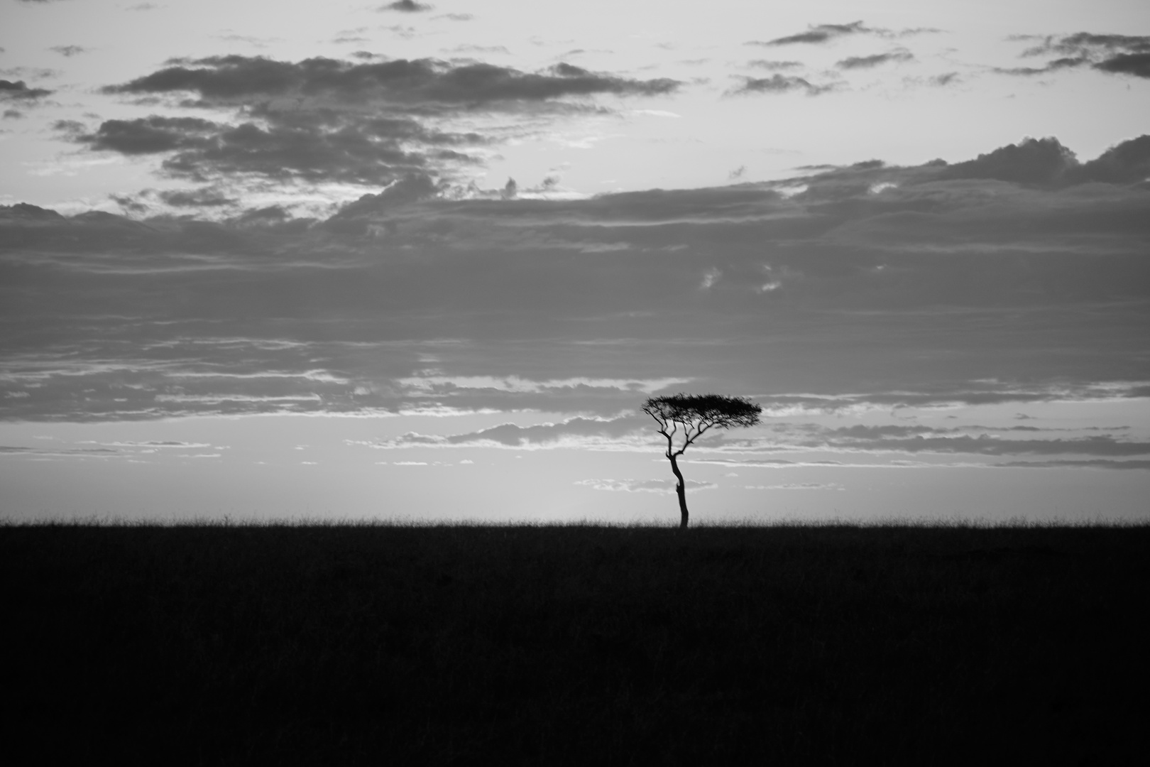 Der einsame Baum