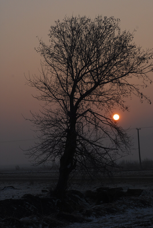 Der einsame Baum