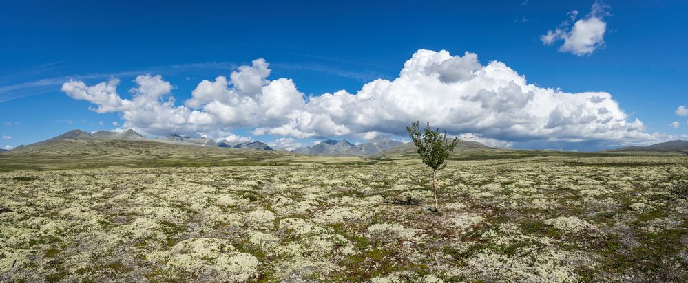 Der einsame Baum